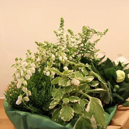 Altstadtjuwel 호텔 첼레